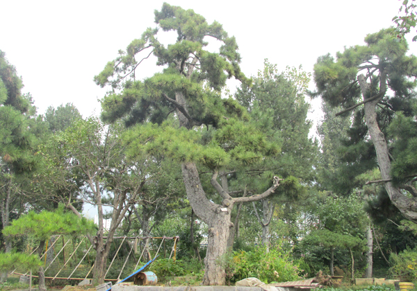 大树类4